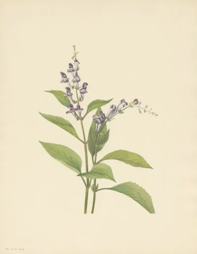 Wood Skullcap Scutellaria Serrata 3