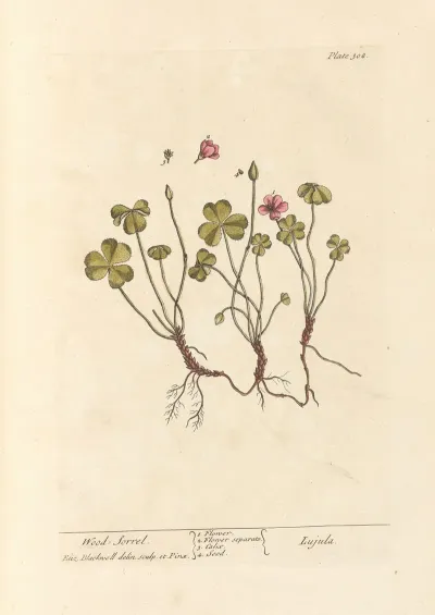 Wood Sorrel