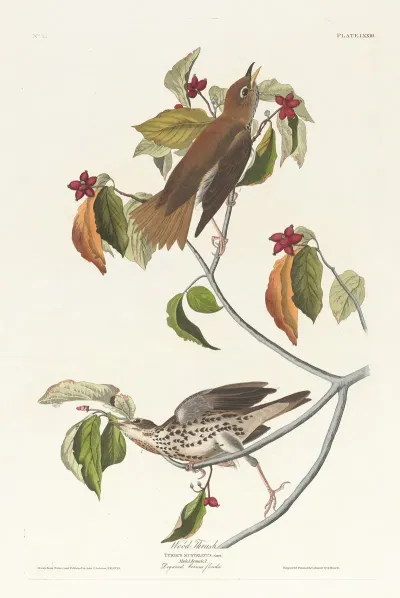Wood Thrush