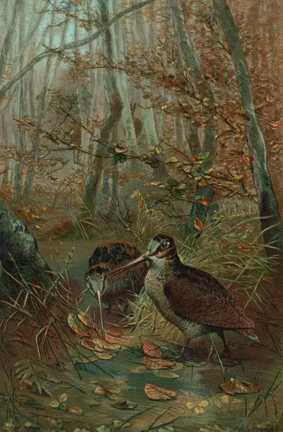 Woodcock 3
