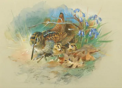 Woodcock And Young
