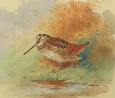 Woodcock At Waters Edge