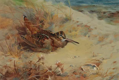 Woodcock Sheltering In The Sand Dunes