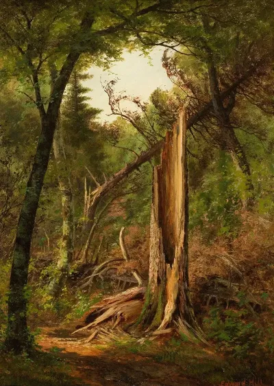 Woodland Interior