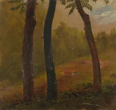 Woodland Scene Jamaica