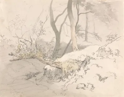 Woodland Shadow