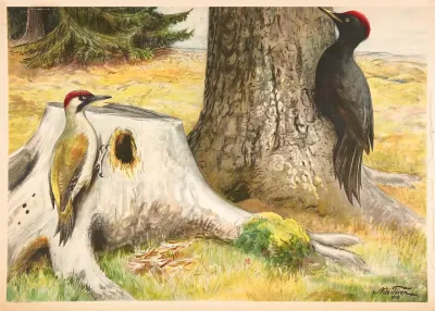 Woodpecker 3
