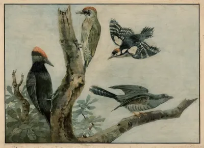 Woodpecker And Cuckoo