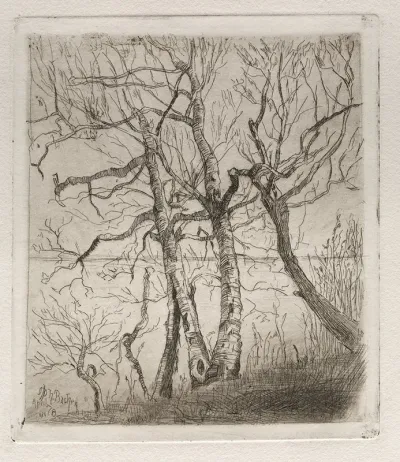 Woods By The Lake