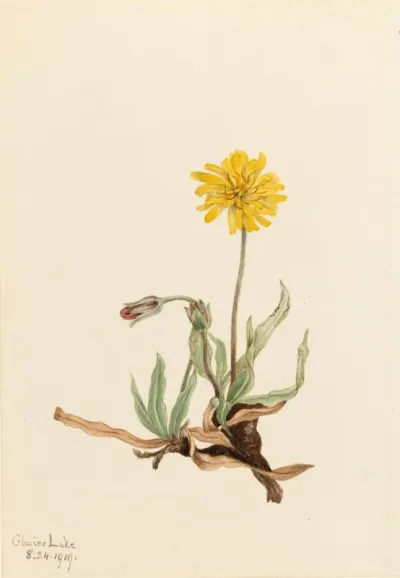 Woolly Agoseris Agoseris Villosa 2