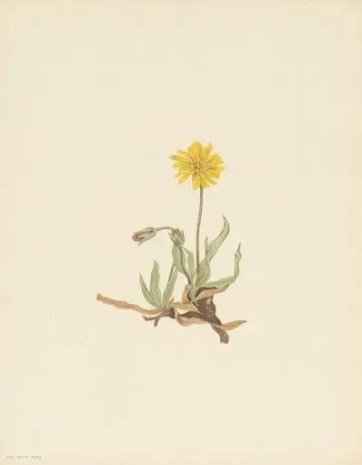 Woolly Agoseris Agoseris Villosa 3