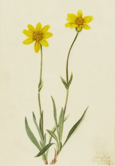 Woolly Arnica Arnica Tomentosa 2