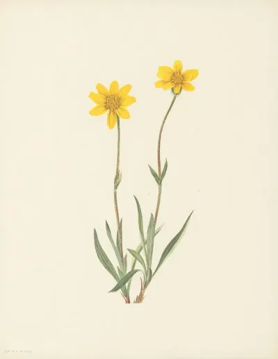 Woolly Arnica Arnica Tomentosa 3