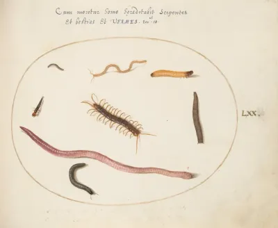 Worm Centipede Millipede And Other Long Creatures