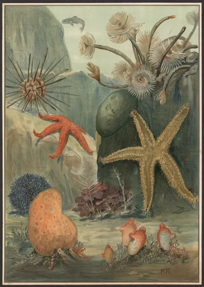 Worms Starfish Sea Urchins Etc
