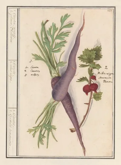 Wortel Daucus Carota En Rode Bes Ribes Rubrum 1 Caroten Wortels 2 Planen Aelbesien