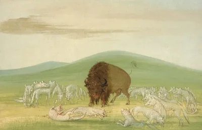 Wounded Buffalo Bull Surrounded By White Wolves