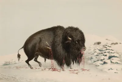 Wounded Buffalo Bull