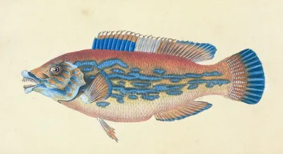 Wrasse Striped Labrus Variegatus