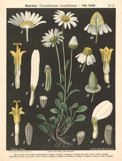 Wucherblume Chrysanthemum Leucanthemum