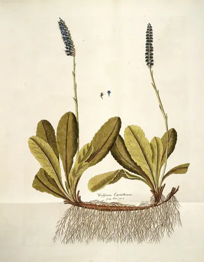 Wulfenia Carinthiaca
