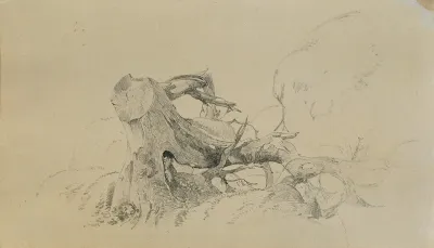 Wurzelwerk Umgesturzter Baum 2