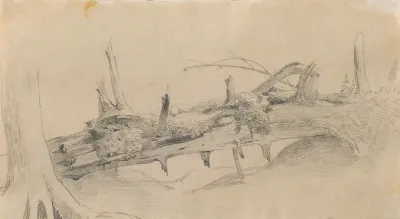 Wurzelwerk Umgesturzter Baum