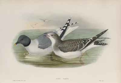 Xema Sabini Sabines Gull