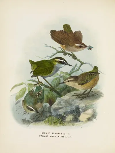 Xenicus Longipes Male And Female And Xenicus Gilviventris Male And Female