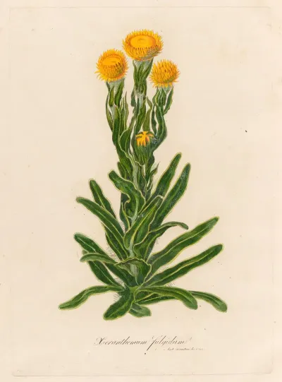 Xeranthemum Fulgidum 2