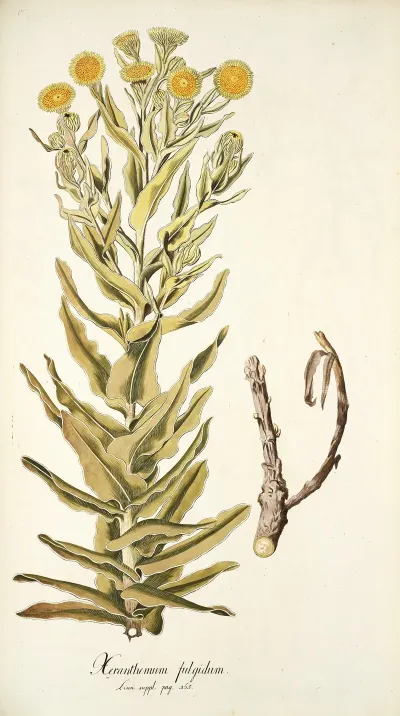 Xeranthemum Fulgidum