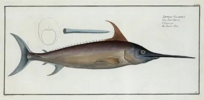 Xiphias Gladius The Sword Fish