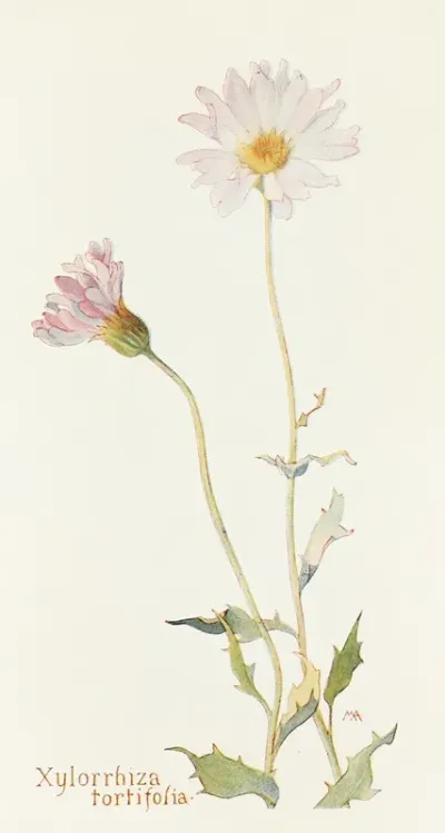 Xylorrhiza Tortifolia