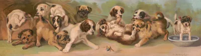 Yard Of Puppies