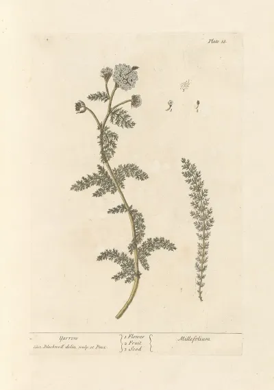 Yarrow