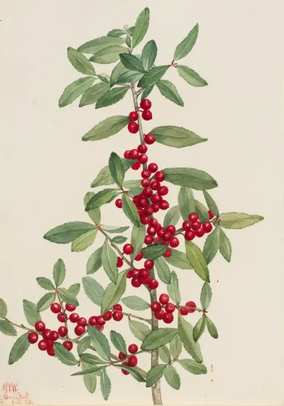 Yaupon Ilex Vomitoria 2