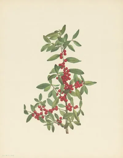 Yaupon Ilex Vomitoria 3