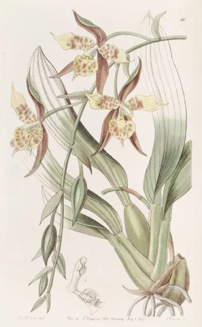 Yellow And Brown Odontoglossum