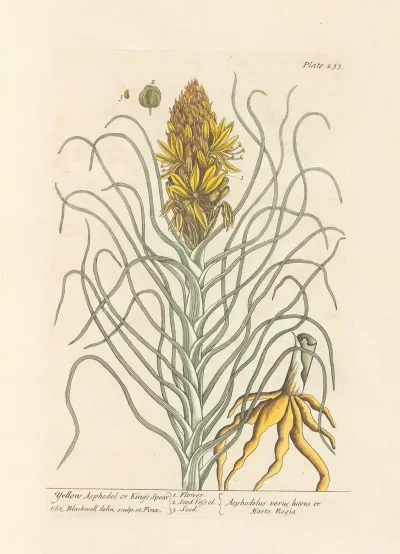 Yellow Asphodel Or Kings Spear