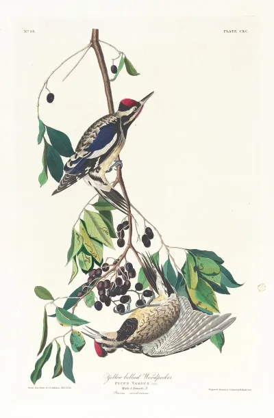 Yellow Bellied Woodpecker