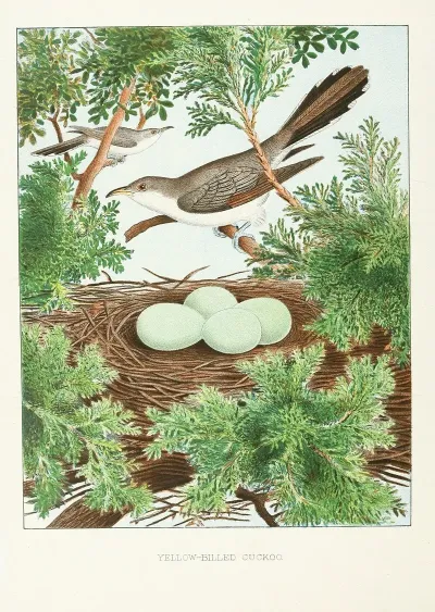 Yellow Billed Cuckoo