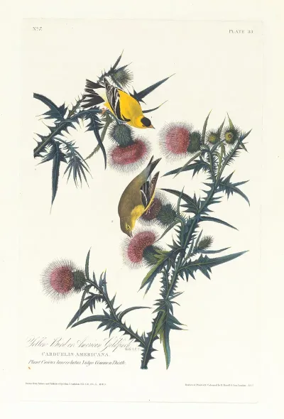 Yellow Bird Or American Goldfinch