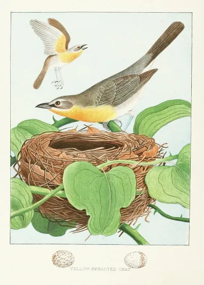 Yellow Breasted Chat