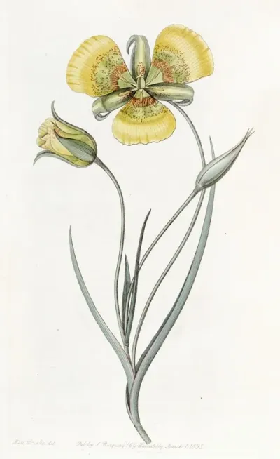 Yellow Calochortus