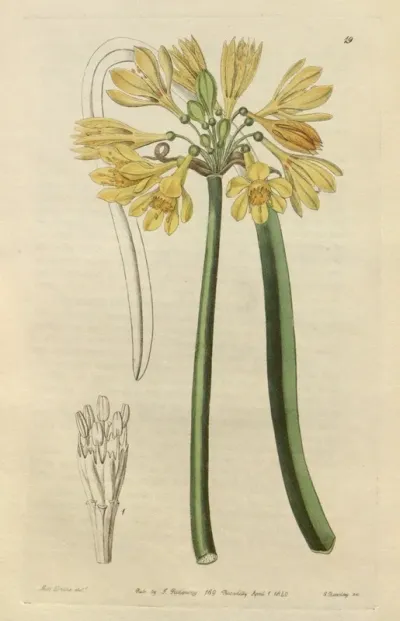 Yellow Calostemma