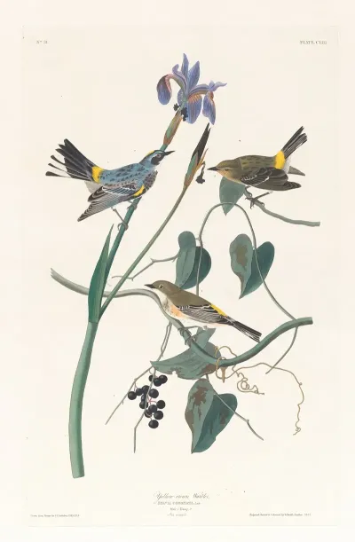 Yellow Crown Warbler