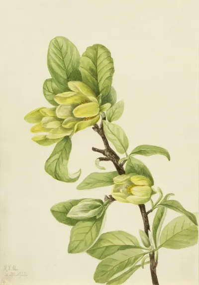 Yellow Cucumbertree Magnolia Cordata 2
