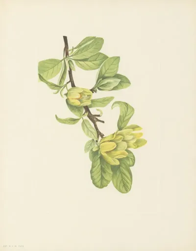 Yellow Cucumbertree Magnolia Cordata 3