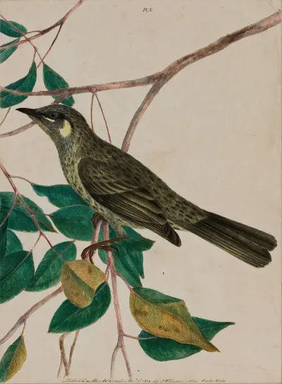 Yellow Eared Honeysucker Meliphaga Chrysotis