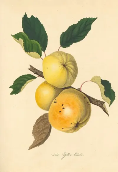 Yellow Elliot